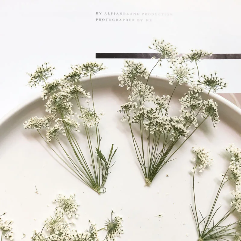5-7 cm/12 piezas, flores peque - Dried Flower Bulk reseña y precio