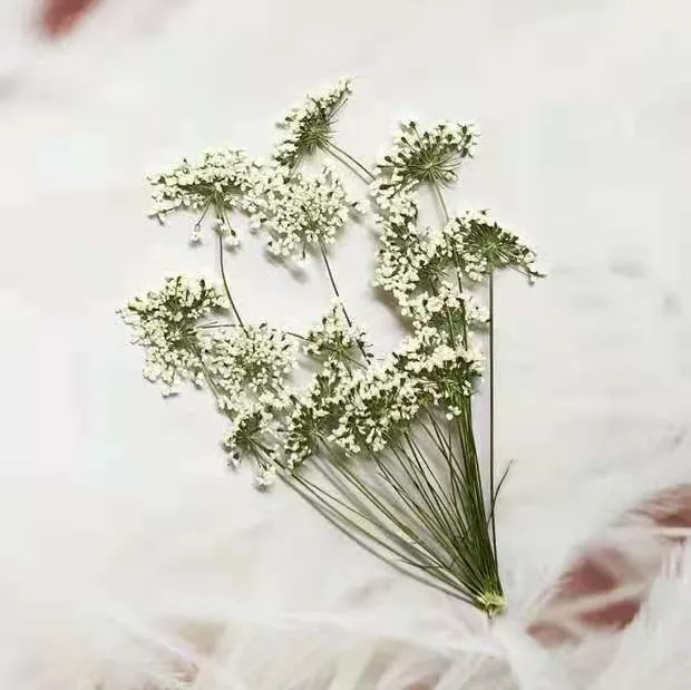 5-7 cm/12 piezas, flores peque - Dried Flower Bulk reseña y precio