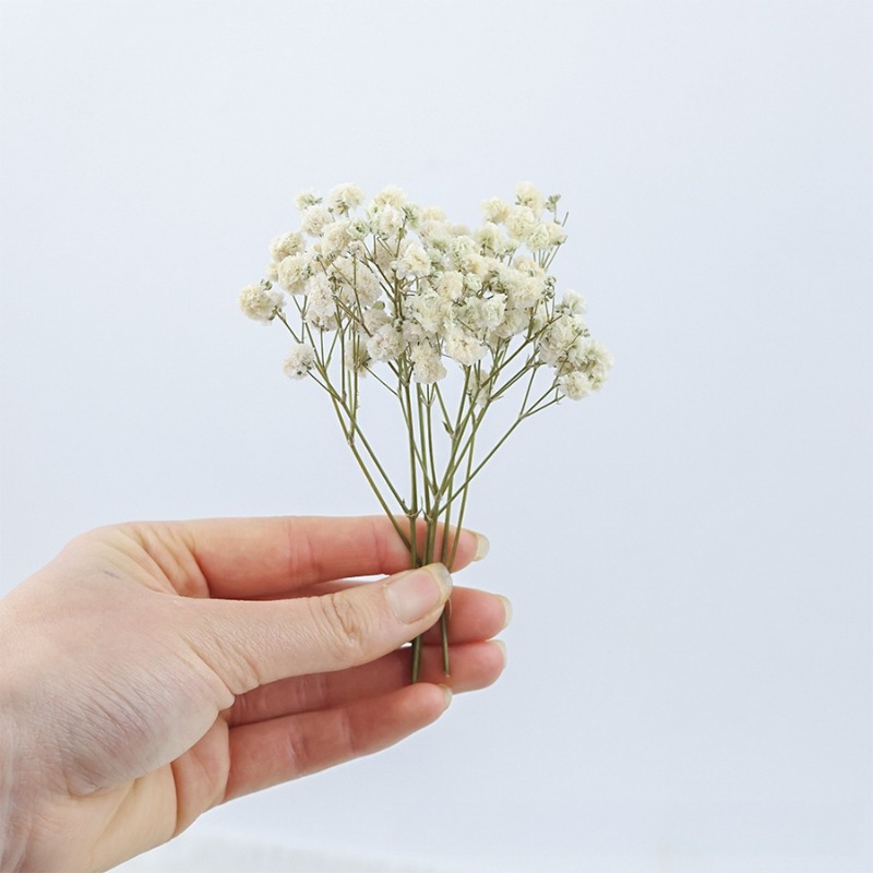 50 piezas de flores de gypsoph - Dried Flower Bulk reseña y precio